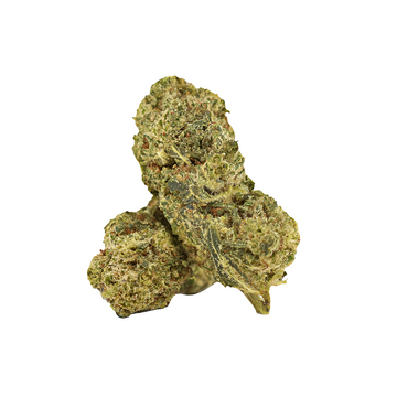 FLYING DUTCHMAN | 25% THCA | 5 G